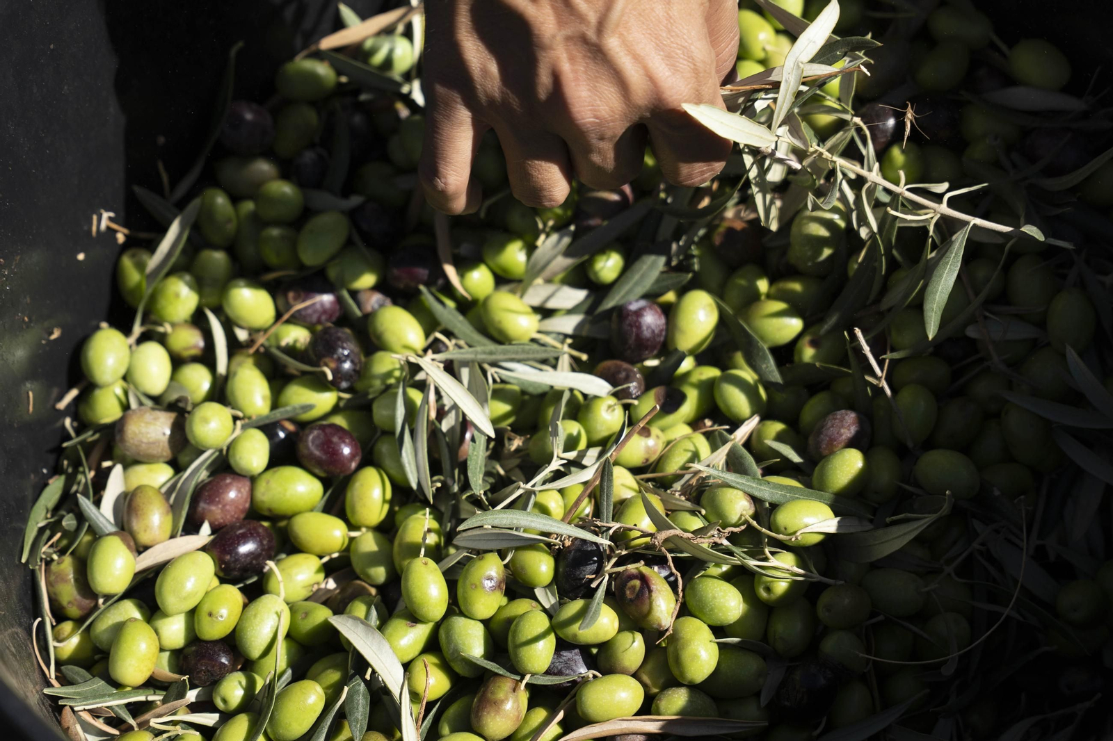 Las imágenes de la campaña recogida de acetuna en Fiñana