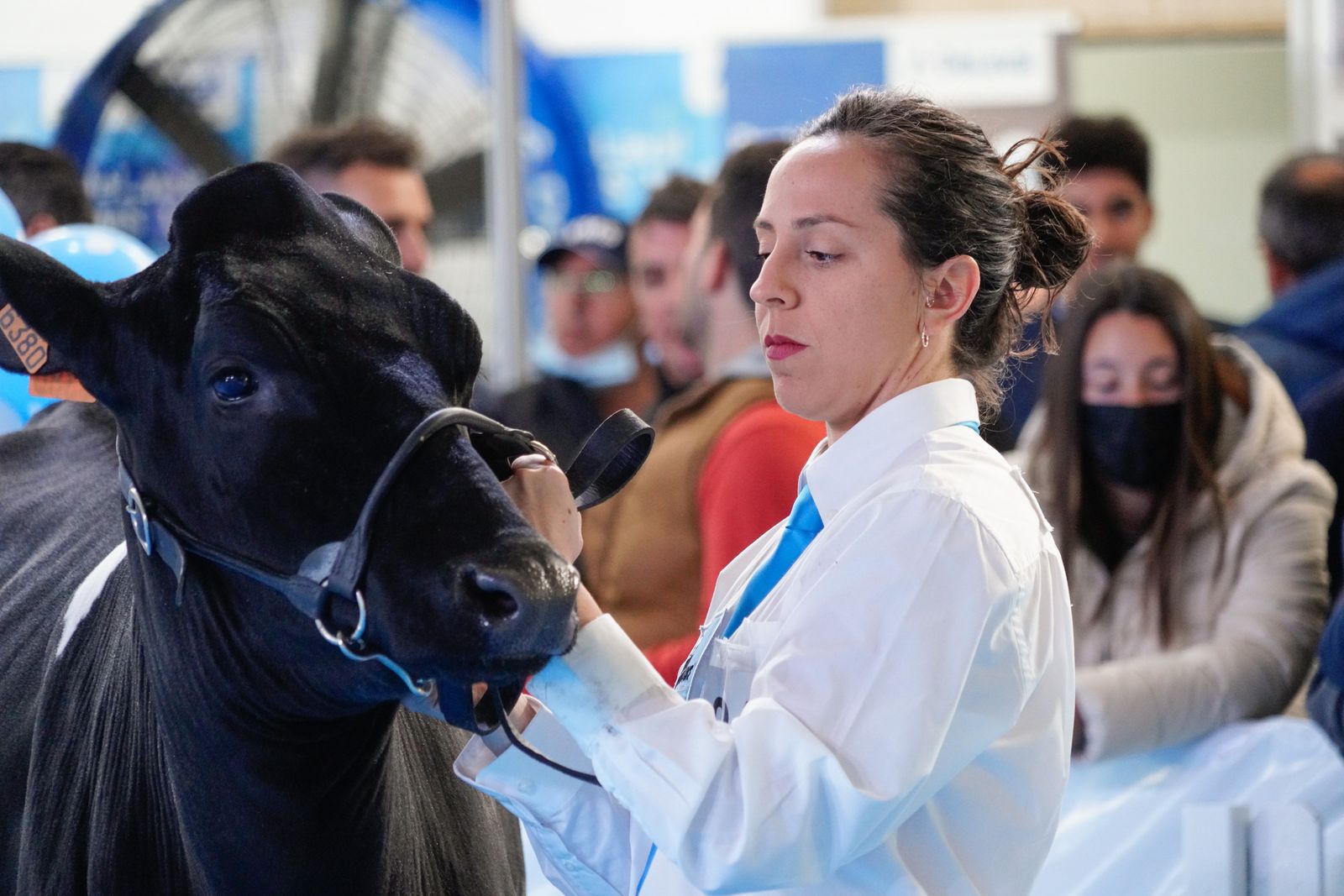 La Feria de Ganado Frisón Usías Holsteins de Dos Torres, en fotografías