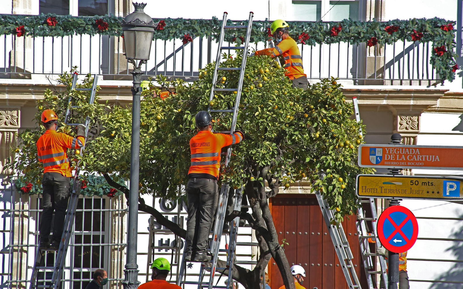 Recogida de naranjas en el centro de Jerez.