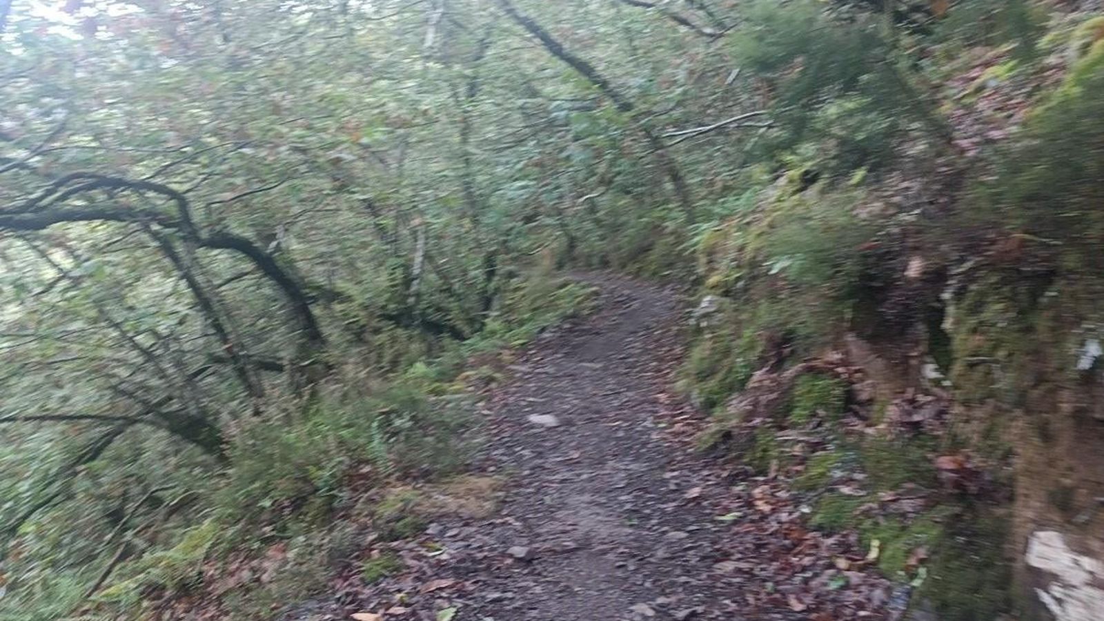 Las señales nos sacan del sendero principal para bajar por un denso bosque.