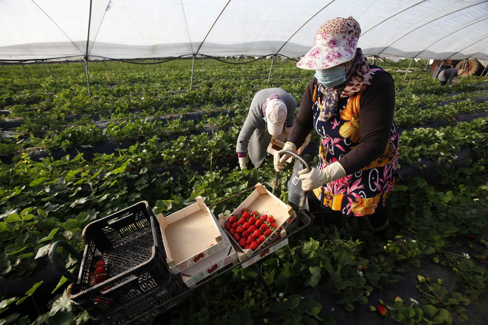 Temporeras trabajando en una de las explotaciones onubenses.