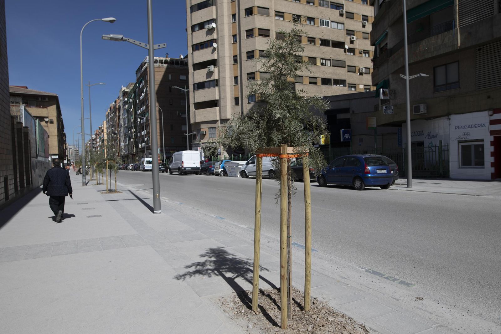 El informe de UP sobre los árboles del eje Palencia-Arabial evidencia mala planificación en la política ambiental de Granada