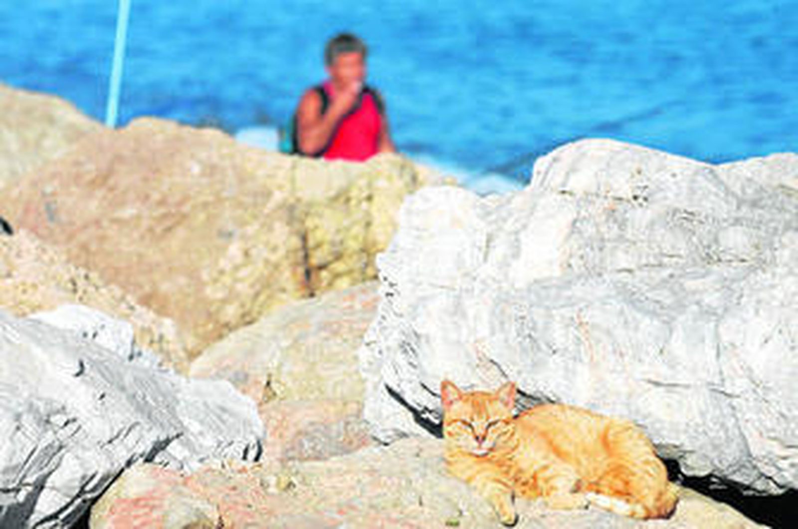 Gato callejero de la zona de los Baños del Carmen de la capital.