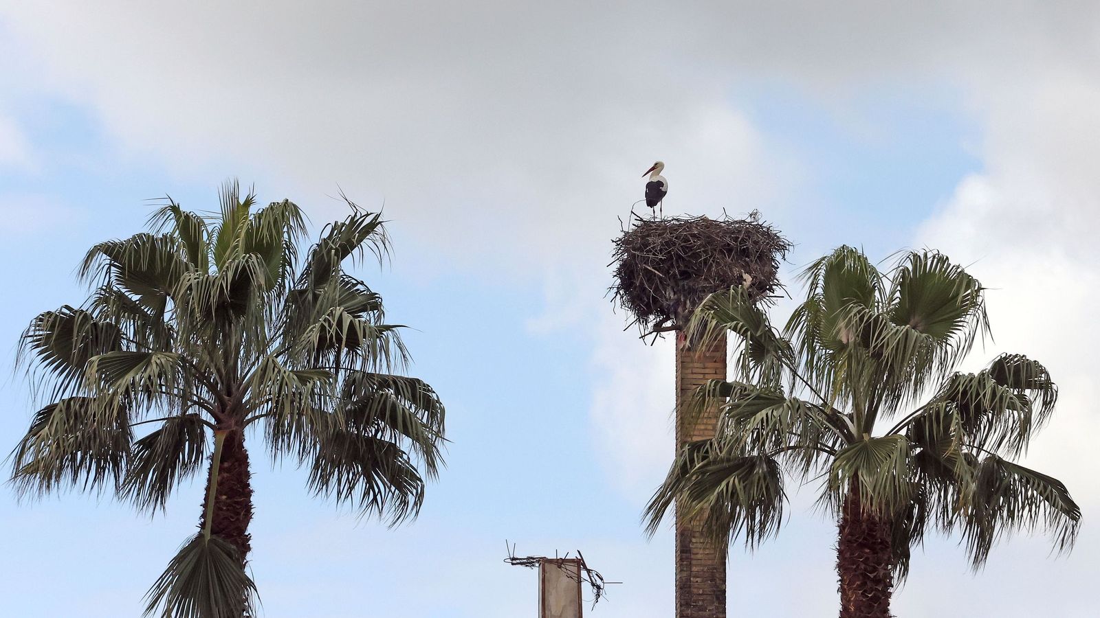 Concurso Internacional de Doma Clásica en La Real Escuela de Jerez