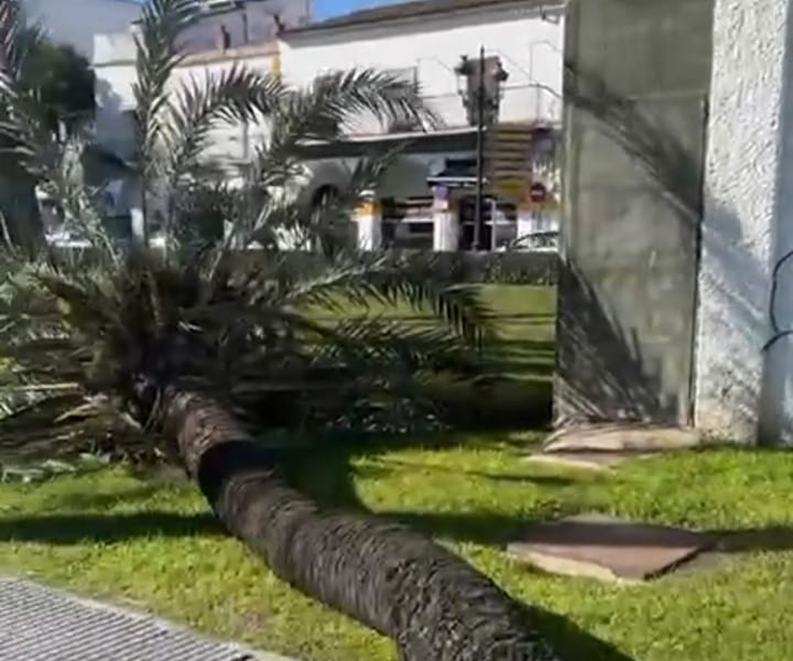 La palmera, en el suelo del parque Calderón.