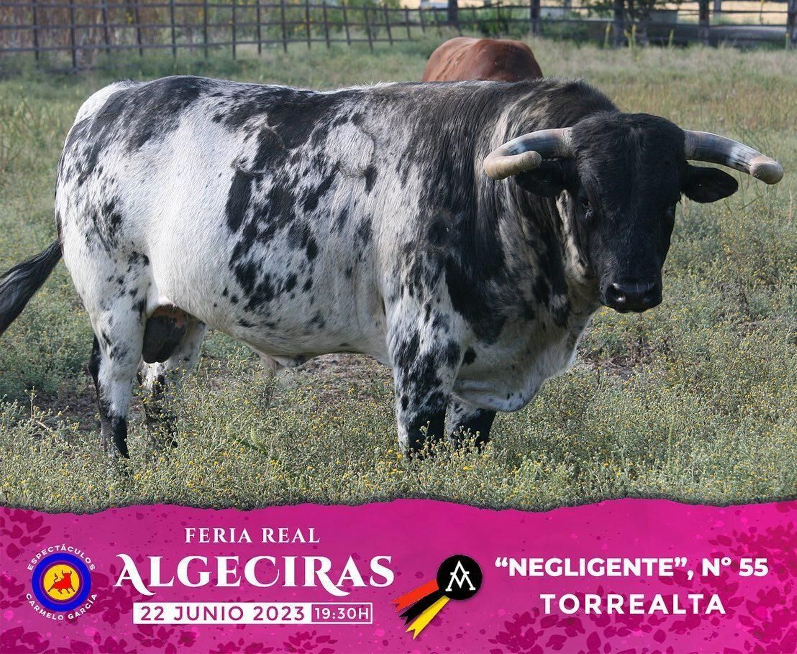 Los toros de Torrealta reseñados para la primera corrida dela  Feria de Algeciras 2023, en imágenes
