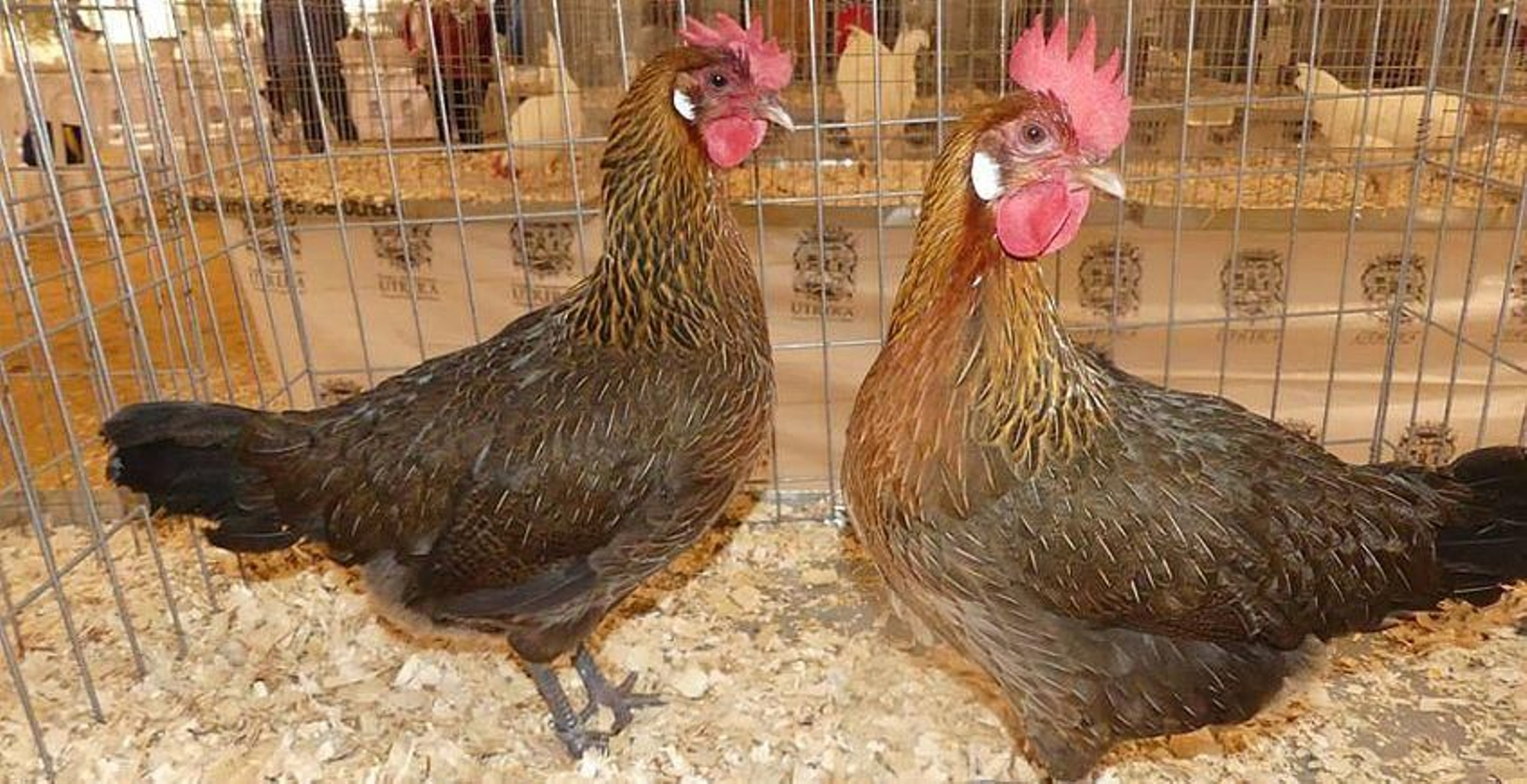 Ejemplares de gallina utrerana