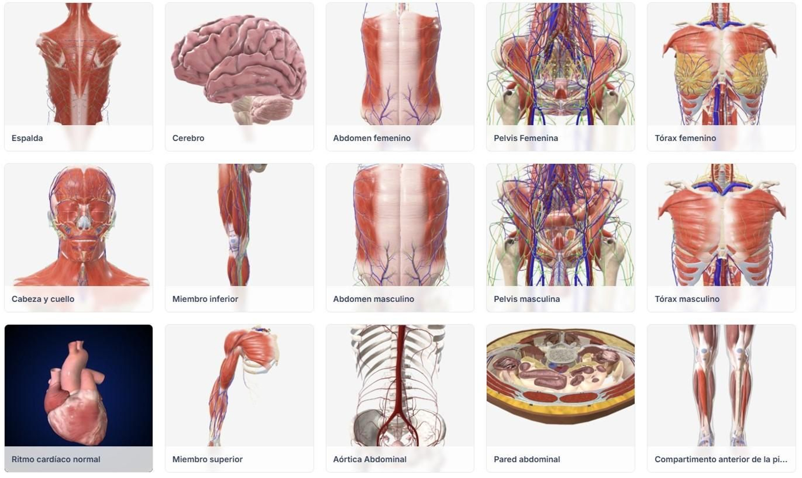 Las numerosas representaciones que ofrece BioDigital Las numerosas representaciones que ofrece BioDigital