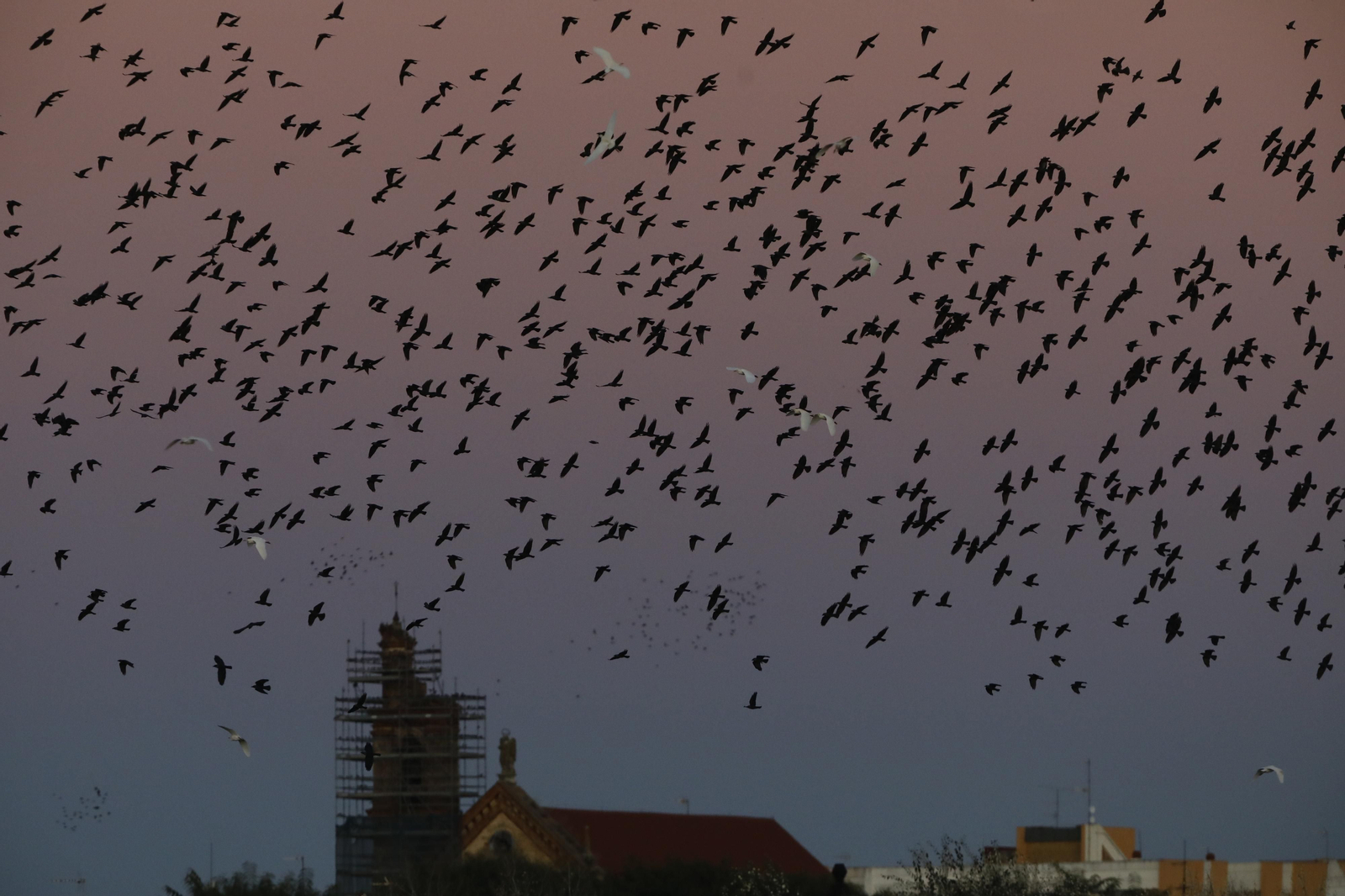 Las aves que habitan en Los Sotos de la Albolafia de Córdoba, en fotografías