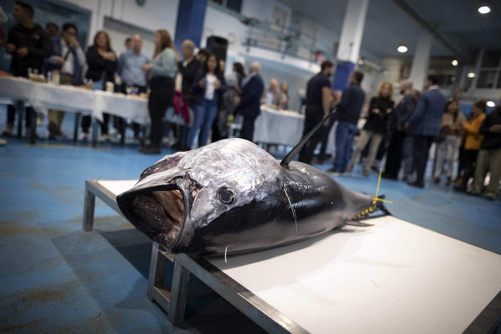 Venir, ver y comprar: las imágenes del ronqueo del atún en Granada