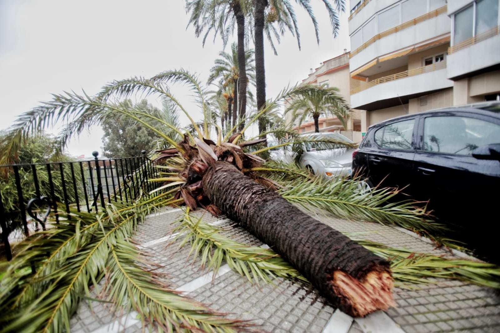 El viento también ha tirado una palmera en Bahía Blanca.
