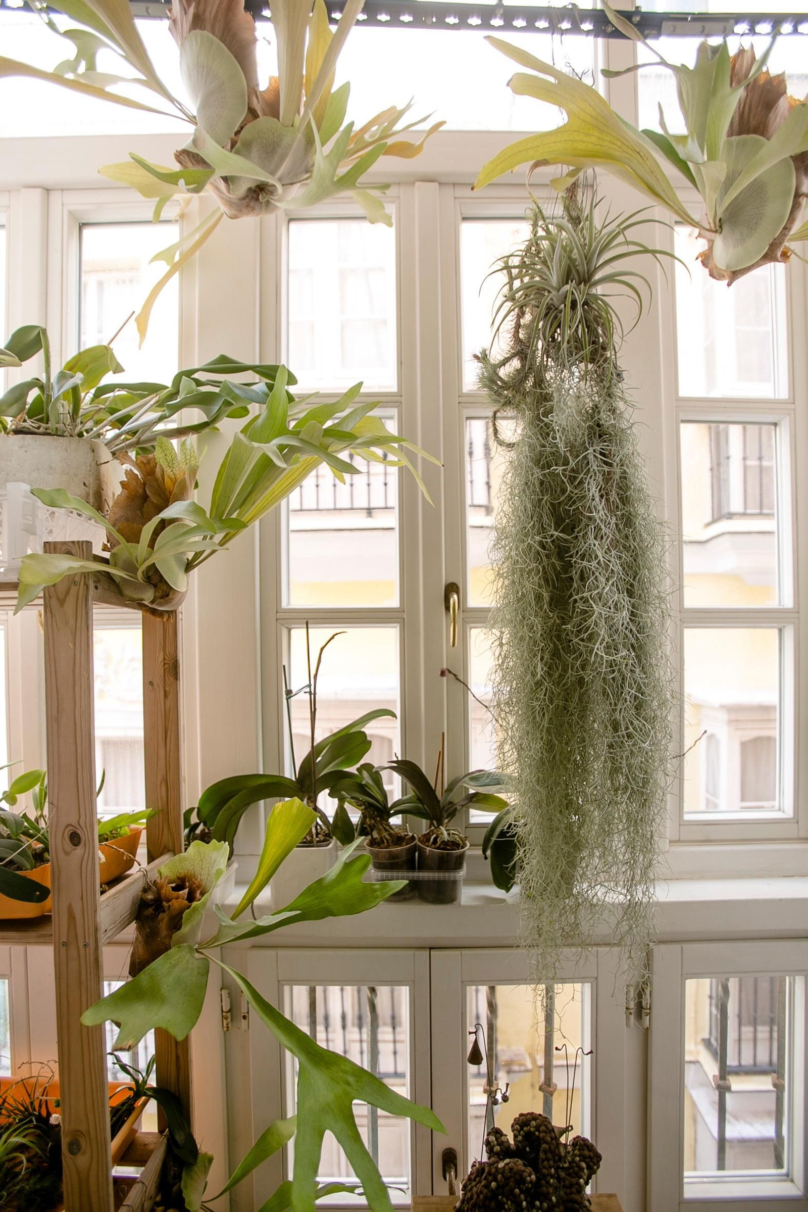 Todos los balcones de la casa se utilizan como un invernadero, con plantas exóticas y tropicales en su interior.