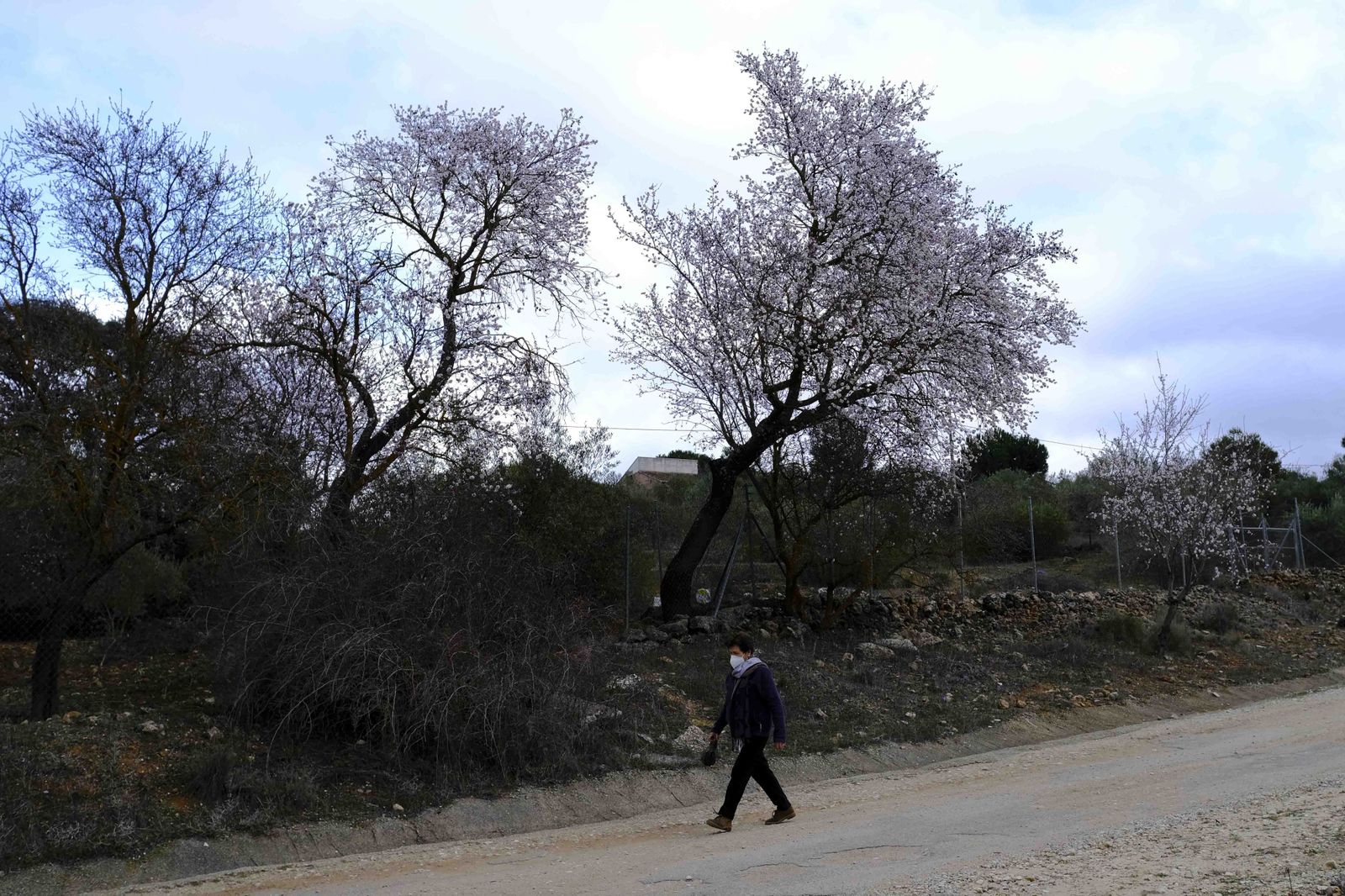 Así lucen los almendros del interior de Málaga en plena floración