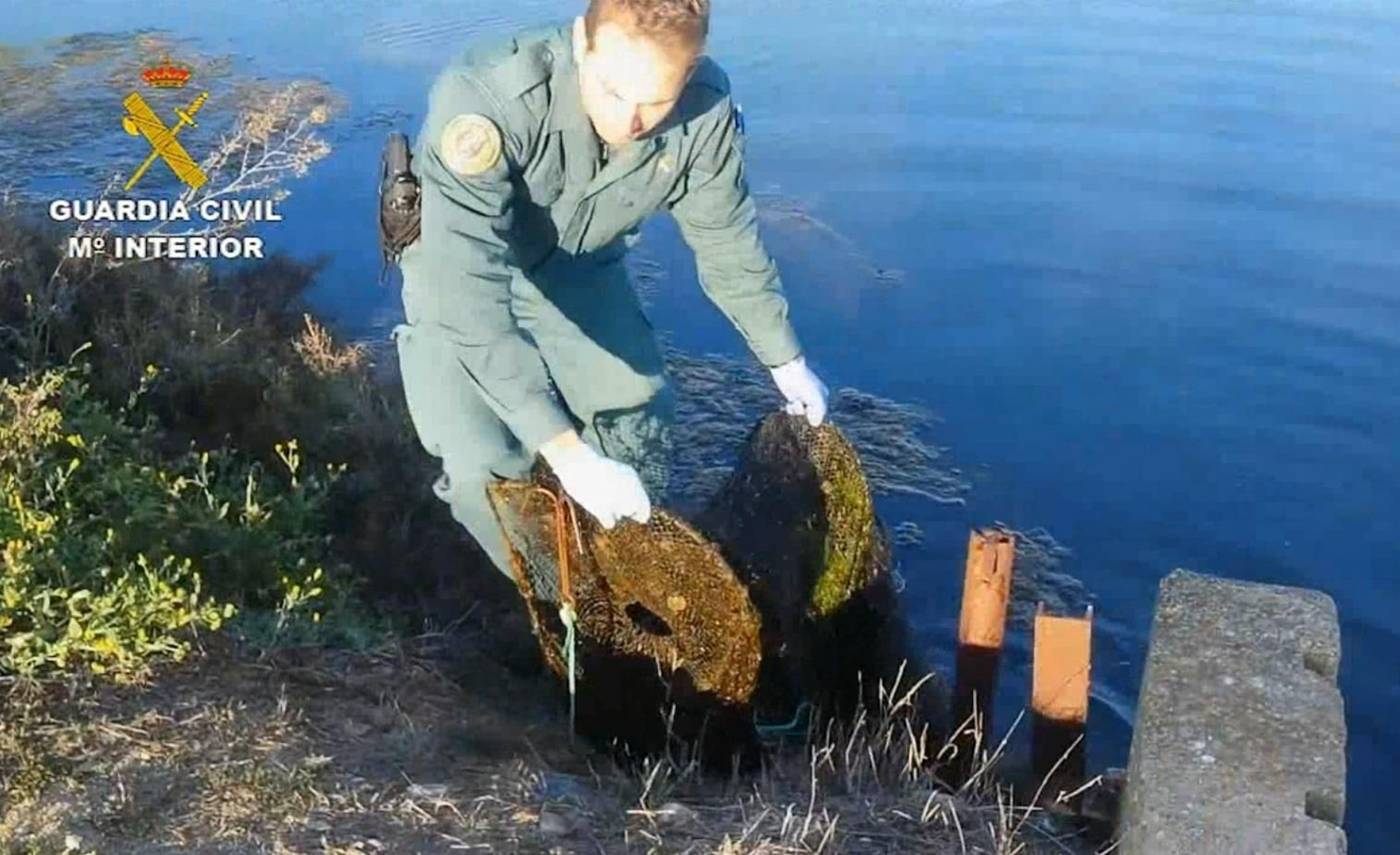 Uno de los agentes del Seprona saca del agua una de las nasas decomisadas.