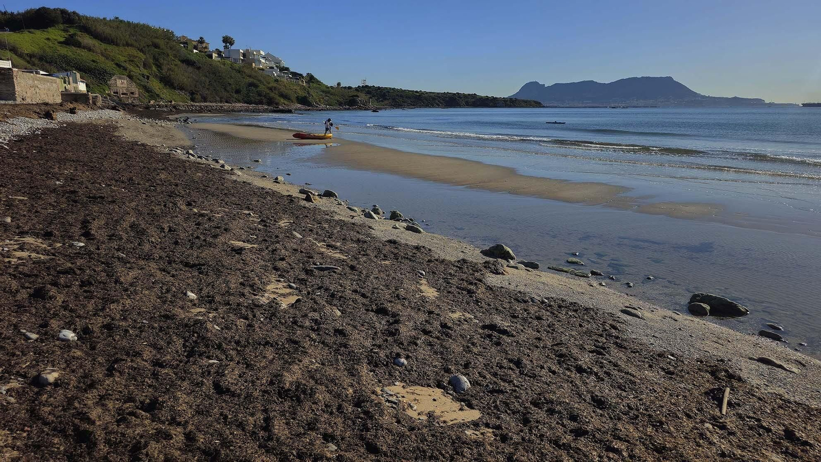 Imágenes del manto de alga parda en la playa de Getares