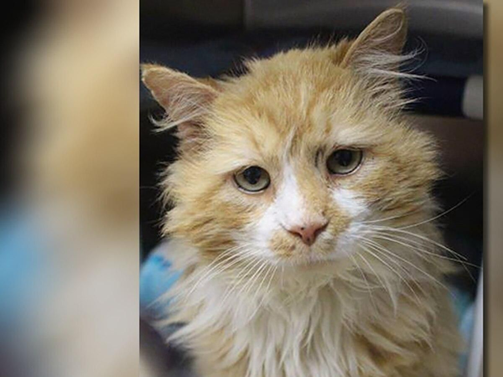 La triste historia de Toby, el gato pelirrojo abandonado dos veces por su familia