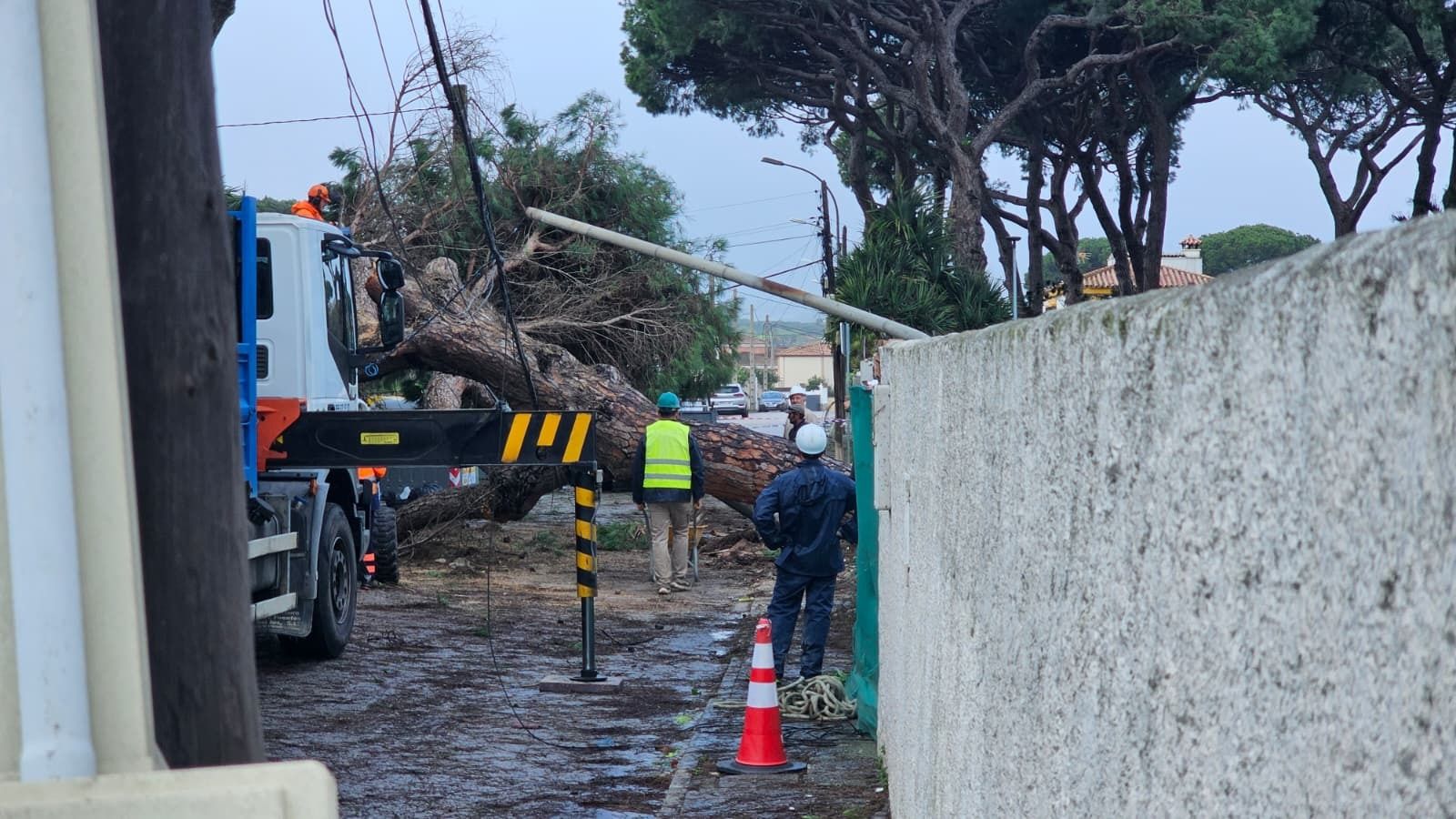 Retirada de uno de los árboles.
