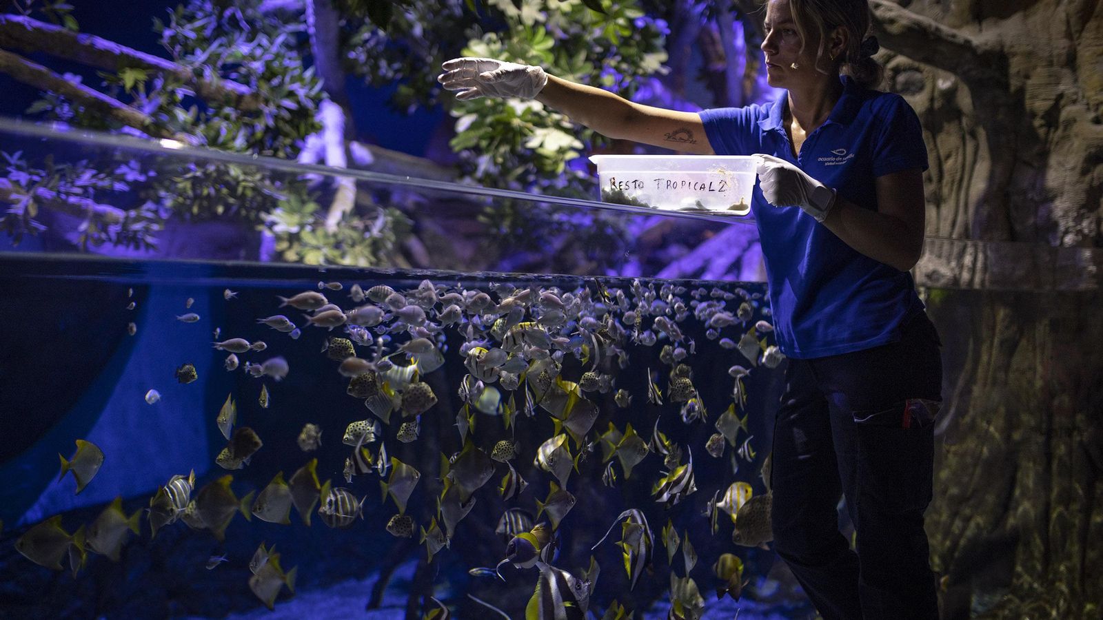 Una trabajadora del Acuario de Sevilla realiza tareas de mantenimiento de las especies.