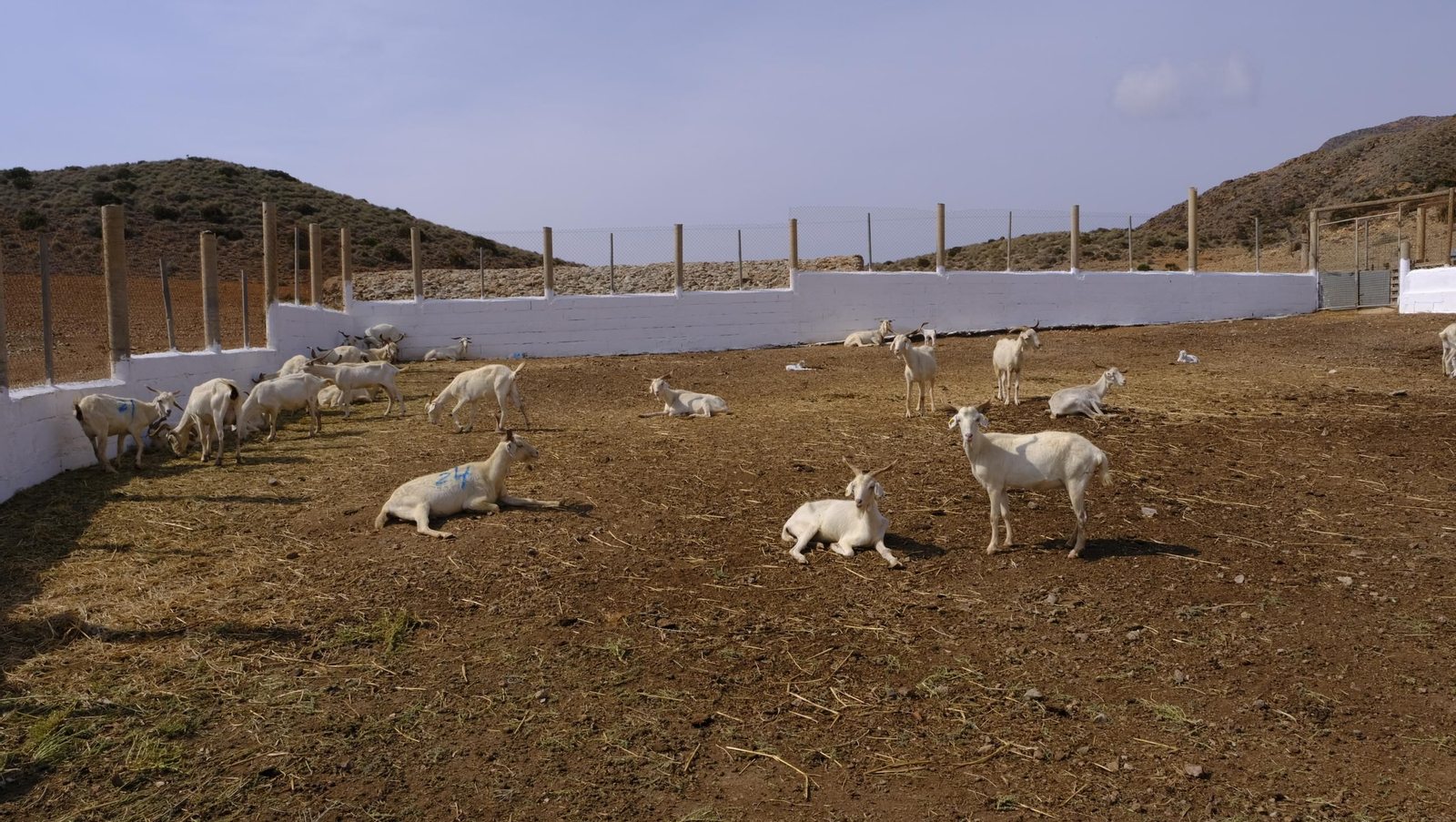 Recorrido por el cortijo El Romeral con 1200 cabras celtibéricas, en imágenes