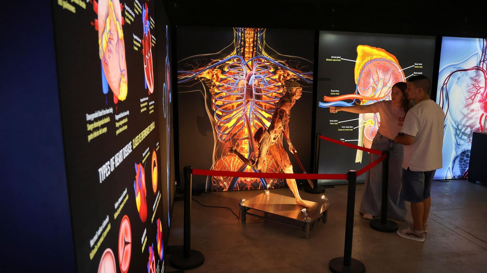 Dos personas observan una exposición sobre los distintos sistemas que conforman el cuerpo humano.