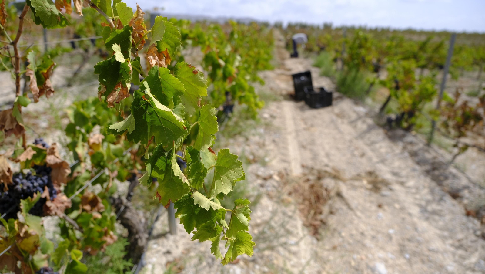 Llega la vendimia a las Bodegas Perfer, en Uleila del Campo