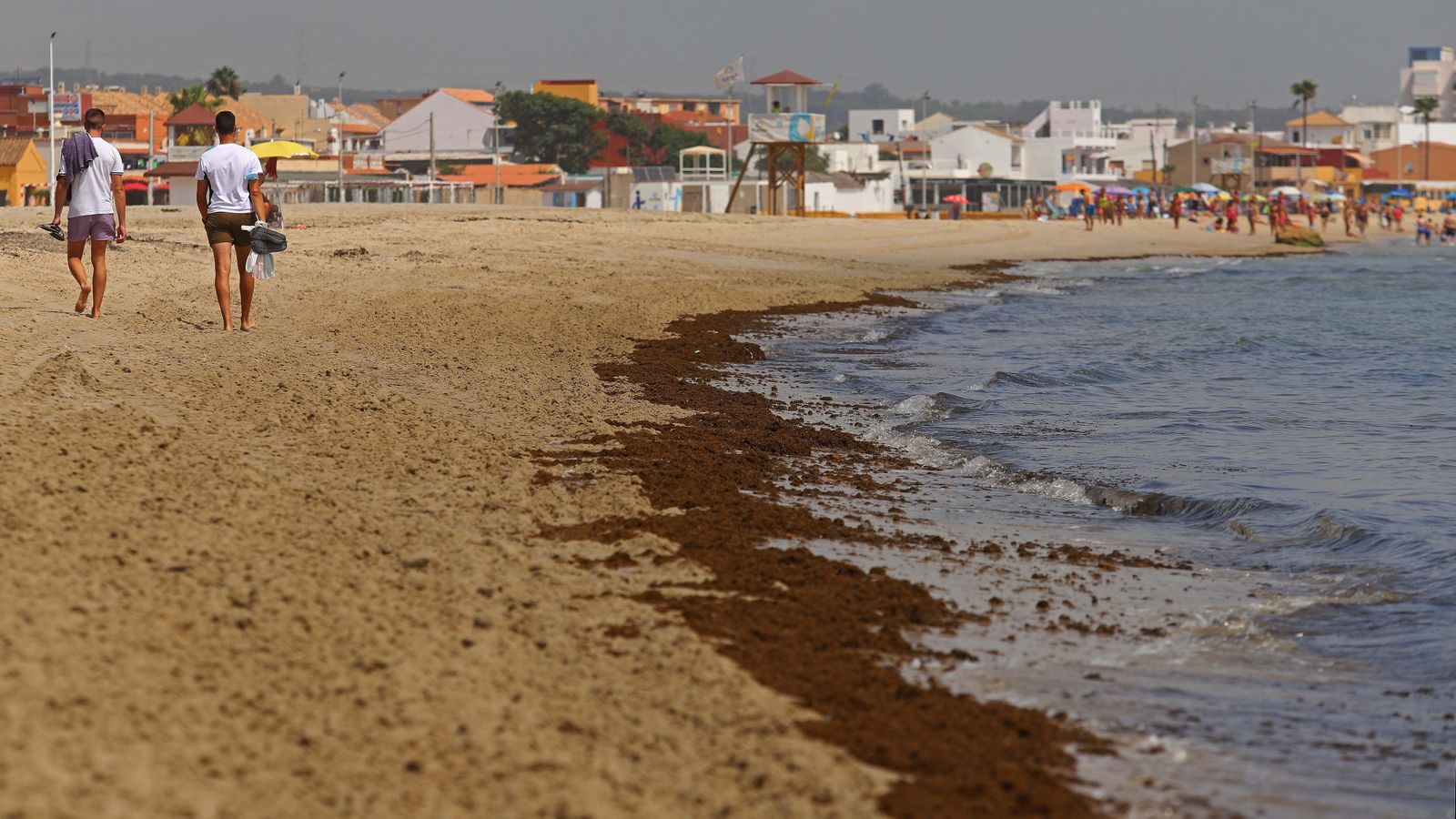 Fotos del alga invasora en El Rinconcillo