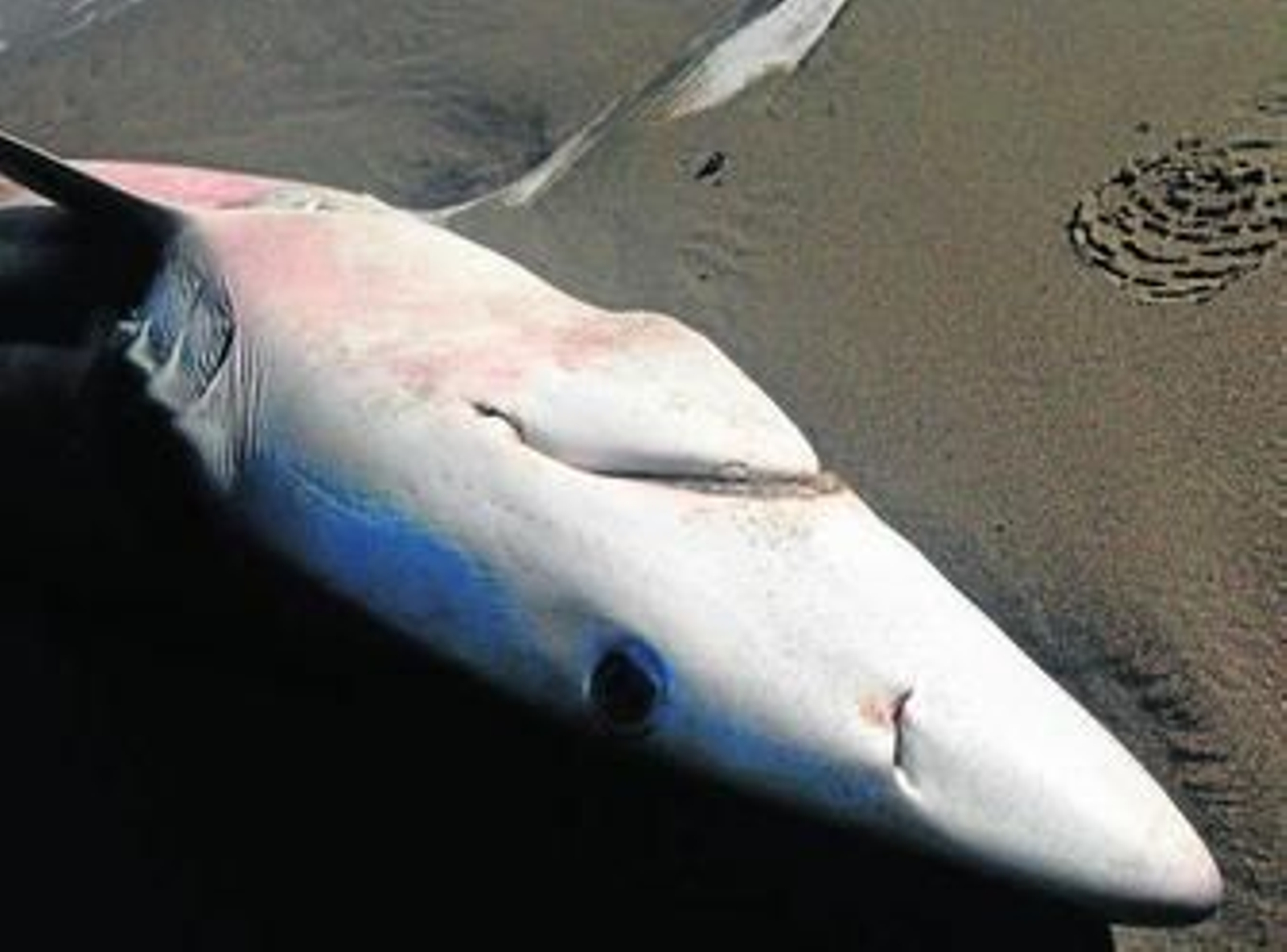 La tintorera apareció en la zona de Pueblo Laguna, en la costa veratense.