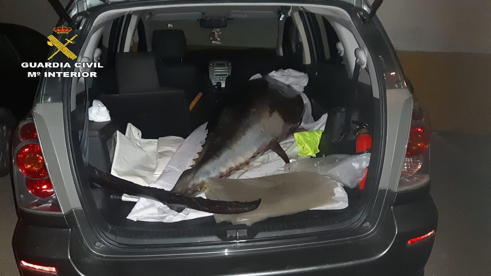 Un atún aprehendido por la Guardia Civil.