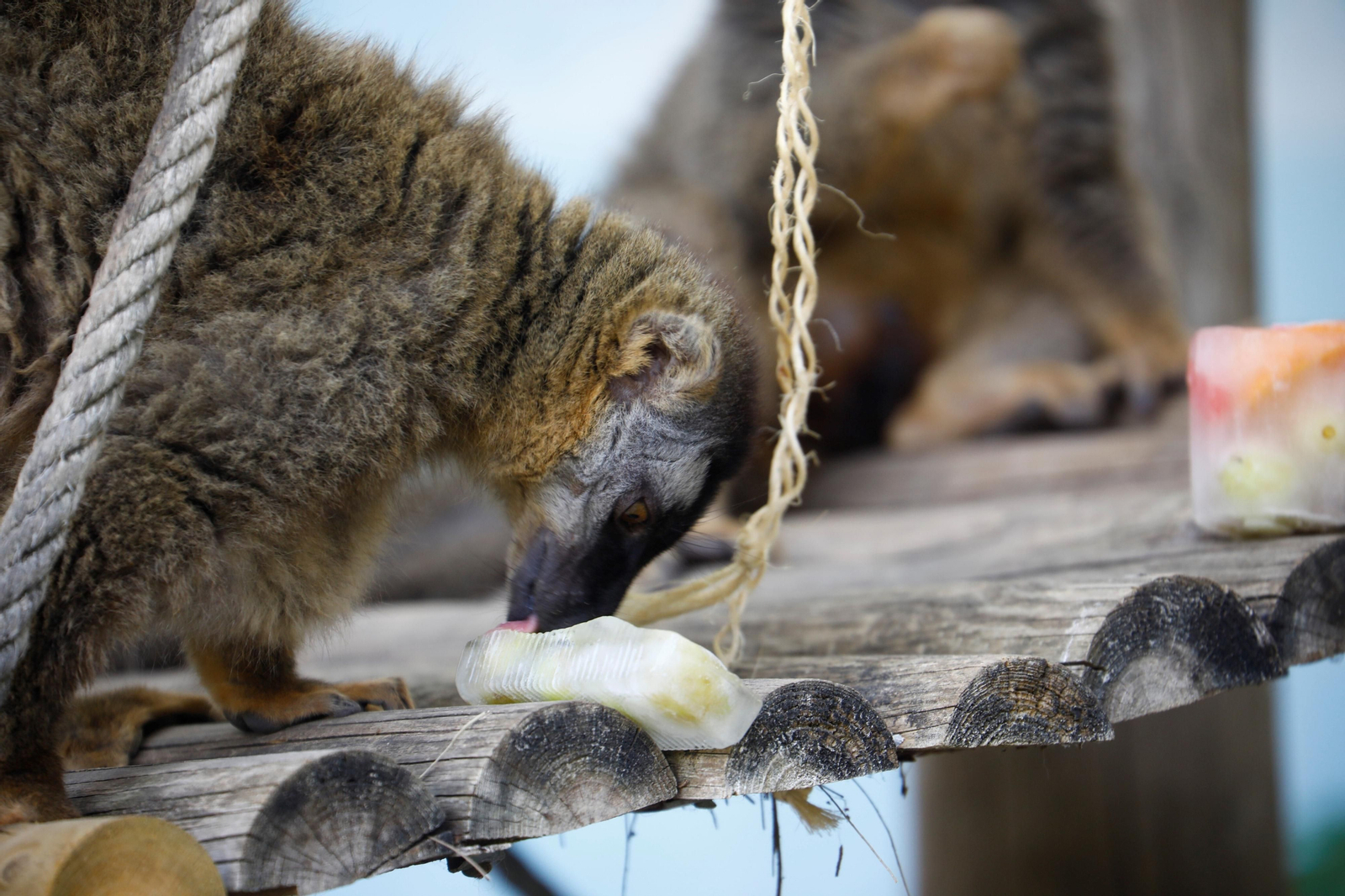 Fotogalería: Así viven los animales del Zoo de Córdoba los meses de verano