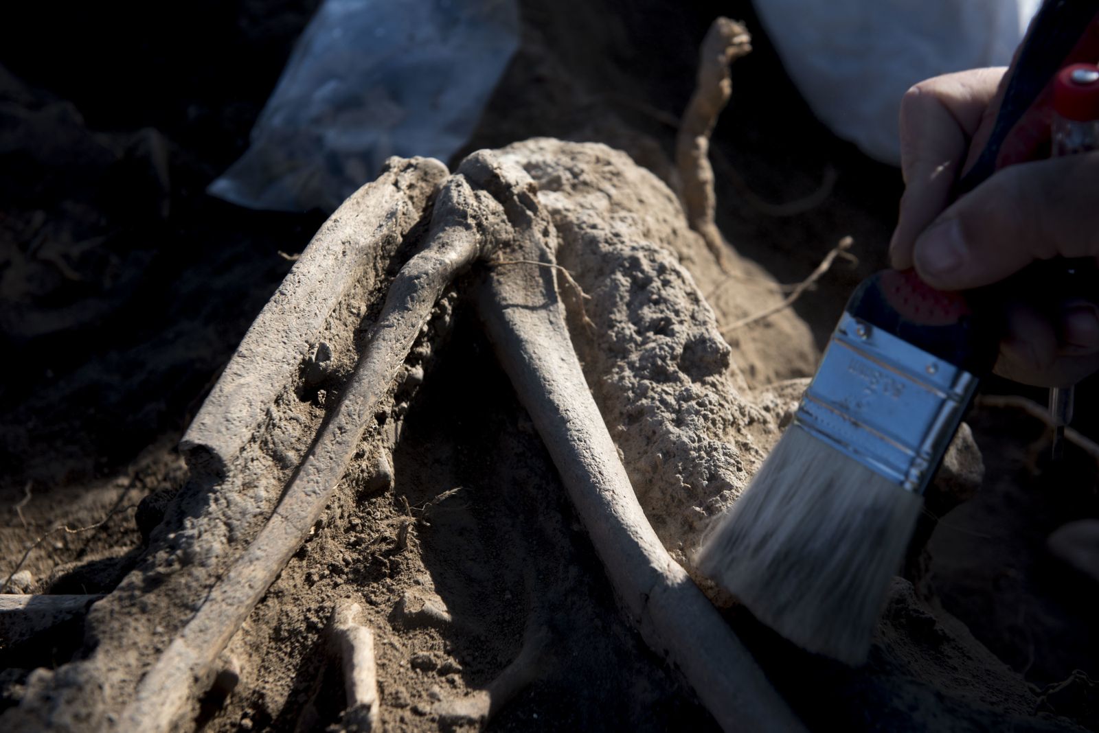 Nuevos hallazgos en Los Mondragones