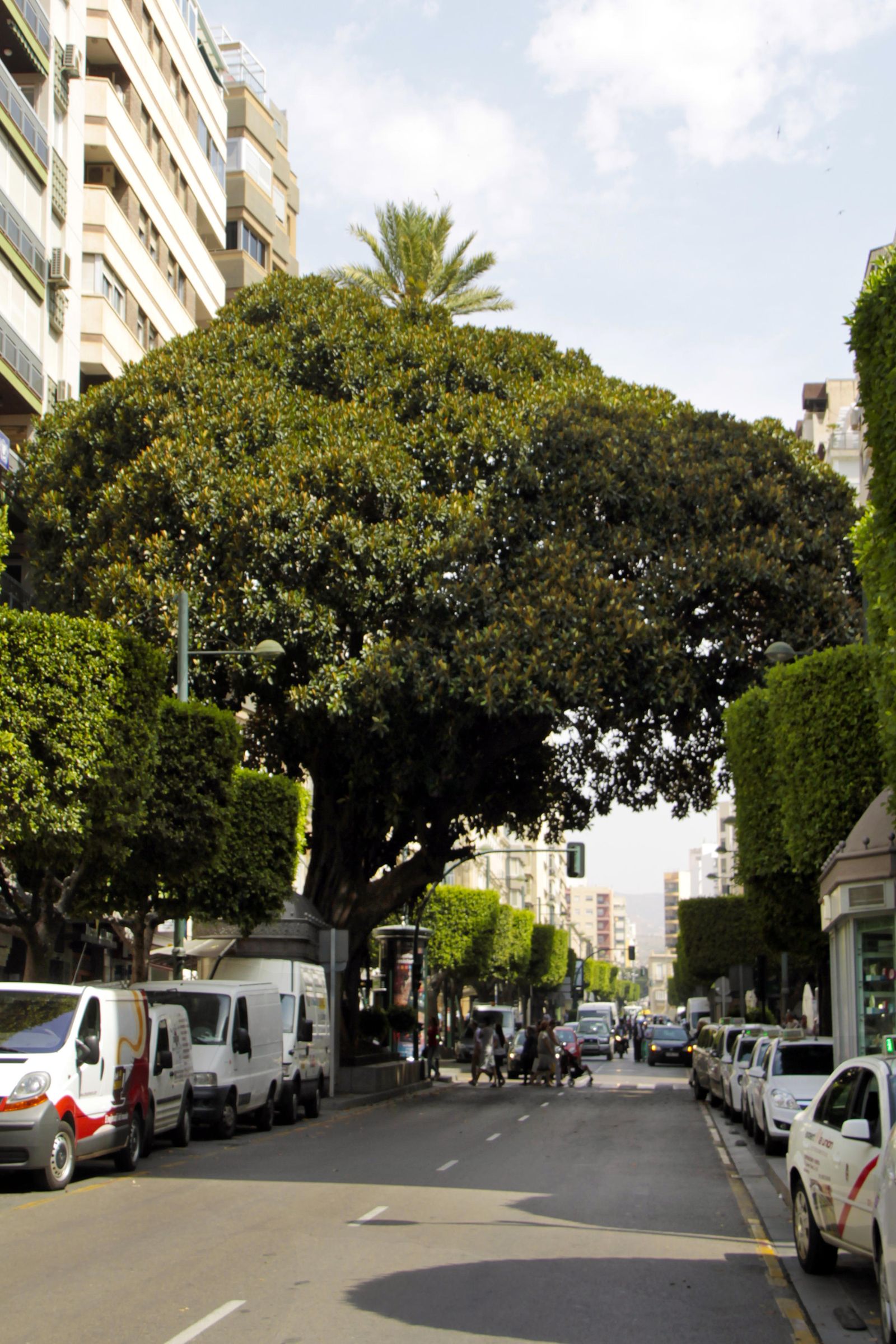 Paseo de Almería (III)
