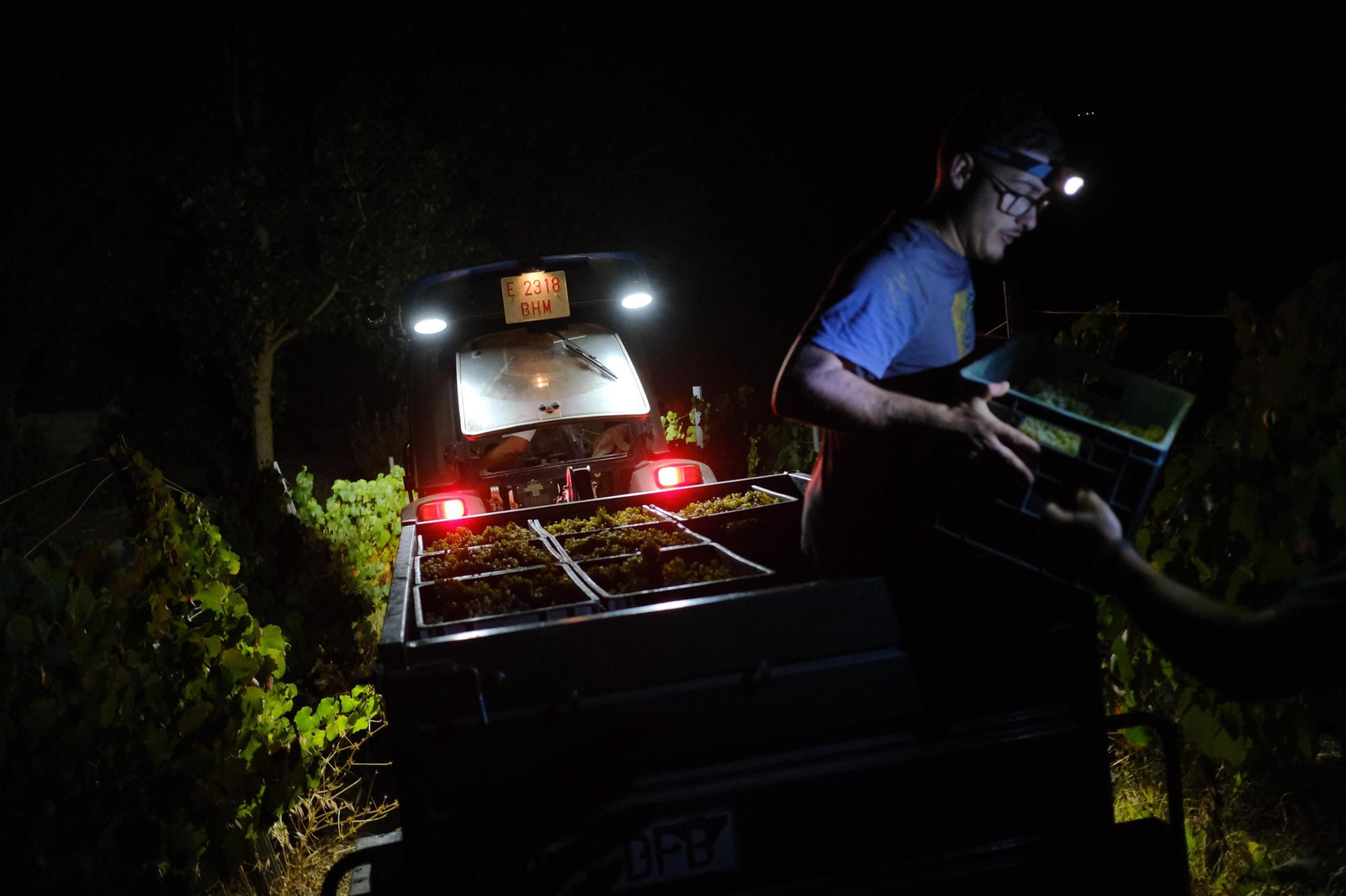 Vendimia en la Serranía de Ronda