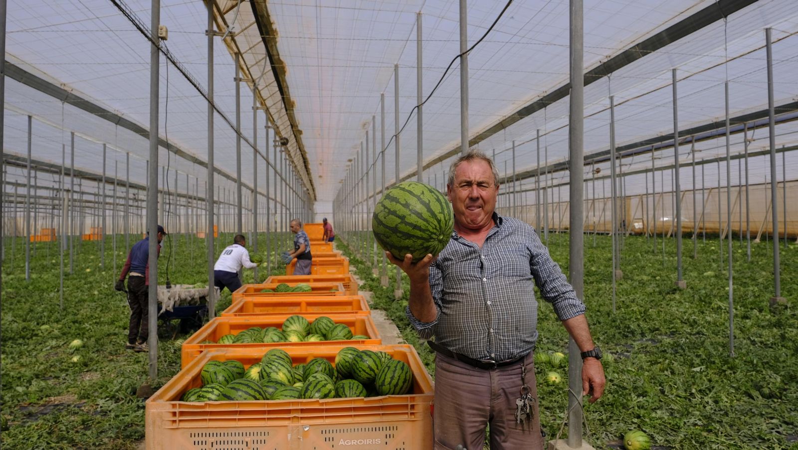 Imágenes de las primeras sandías que salen de Almería esta campaña