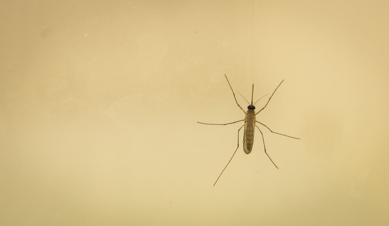 El Consistorio ha señalado que, tras estos datos, continúa con sus labores de fumigación y el plan de choque aplicado con el objetivo de evitar la expansión de las poblaciones de mosquitos,