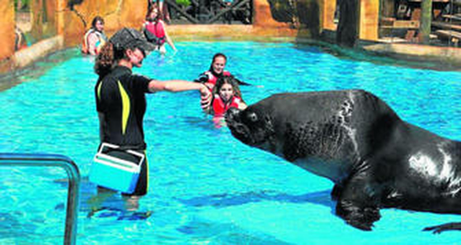 Una cuidadora realiza una actividad con leones marinos.