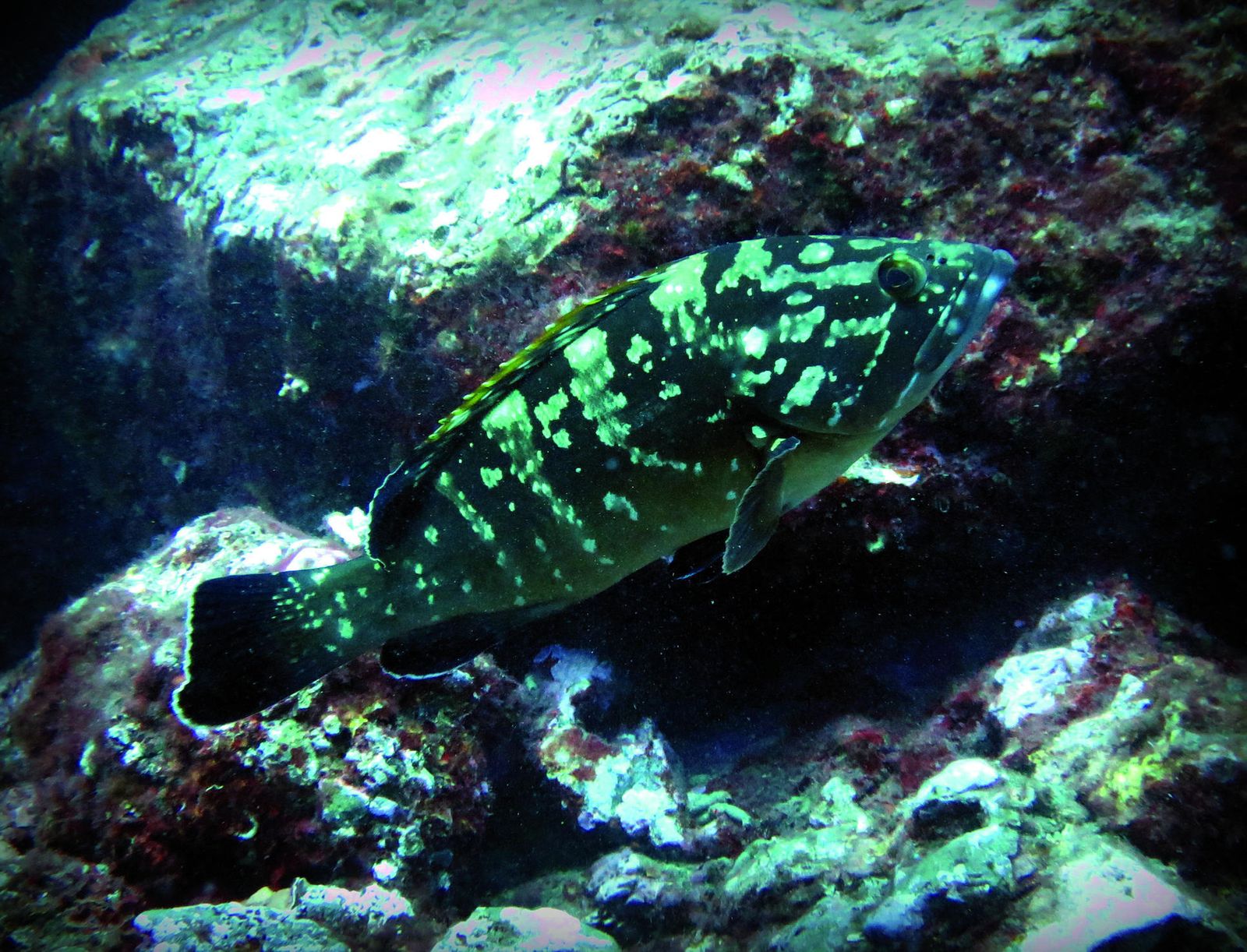 Un tesoro oculto y en peligro bajo el mar