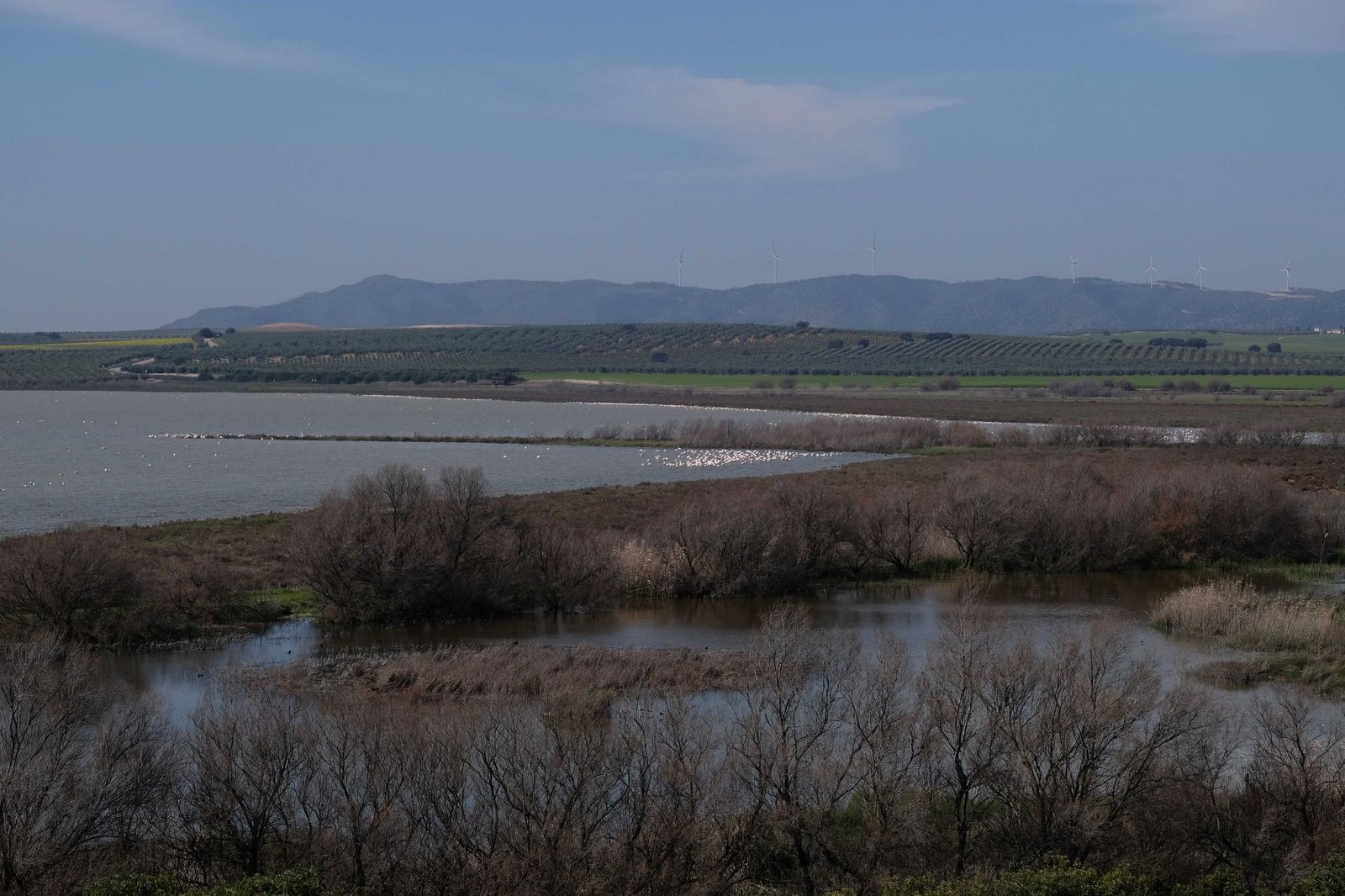 Las lluvias transforman el paisaje en el interior de Málaga, en imágenes