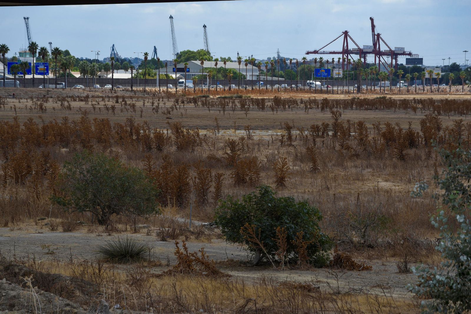 Los suelos de Tablada, con las grúas del Puerto al fondo.