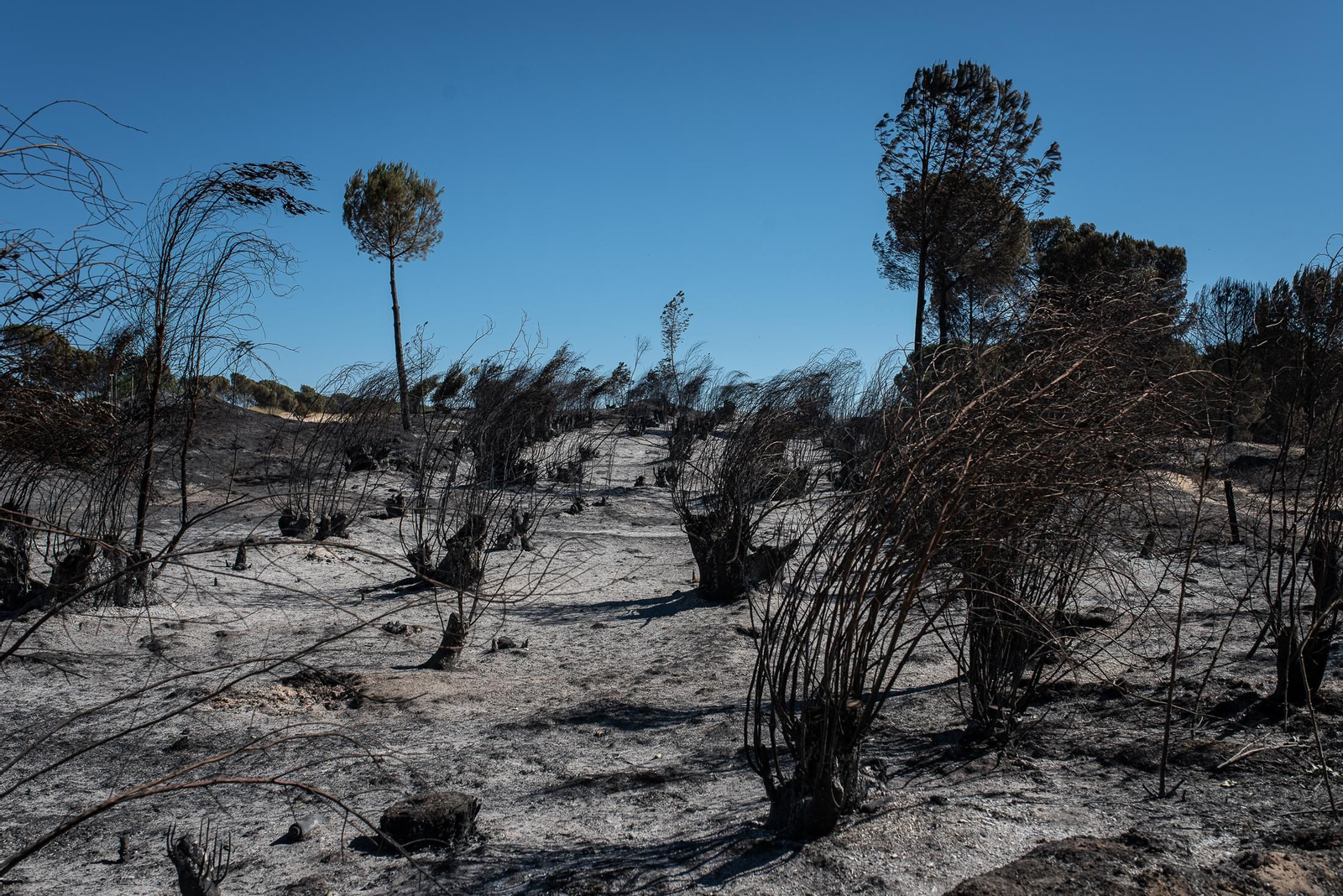 El rastro del incendio de Almonte en imágenes