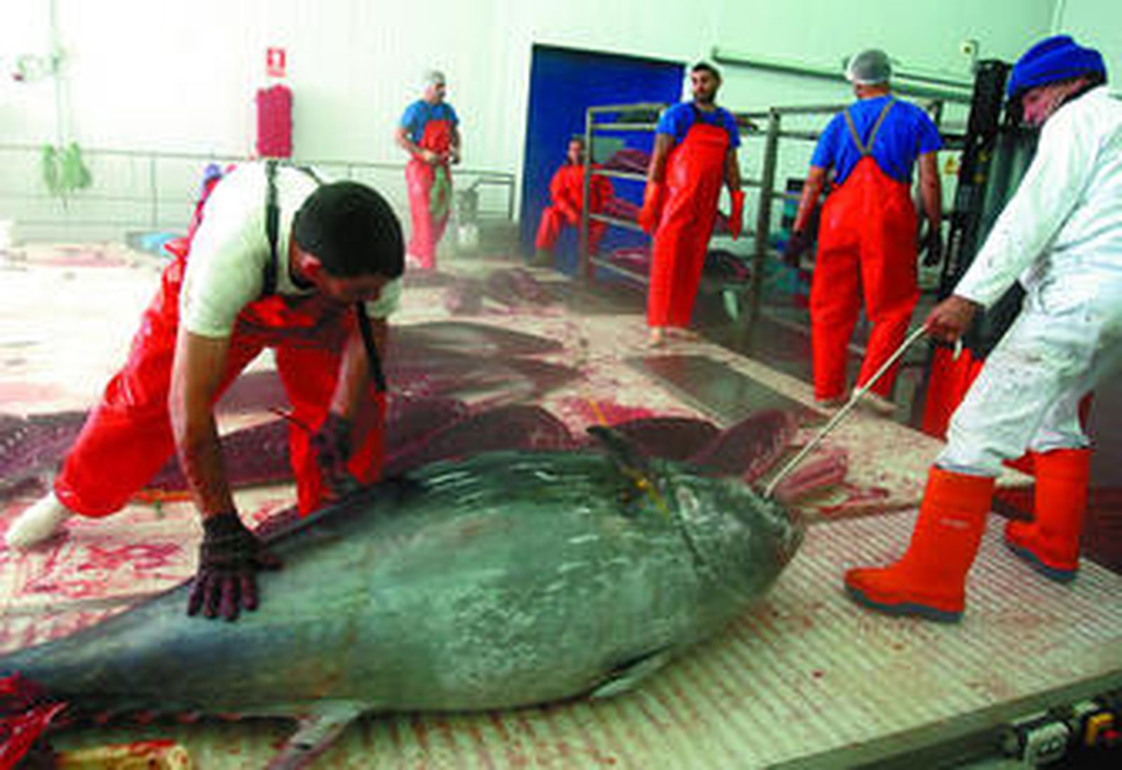 Varios especialistas organizan los despieces del atún en la planta de Frialba.