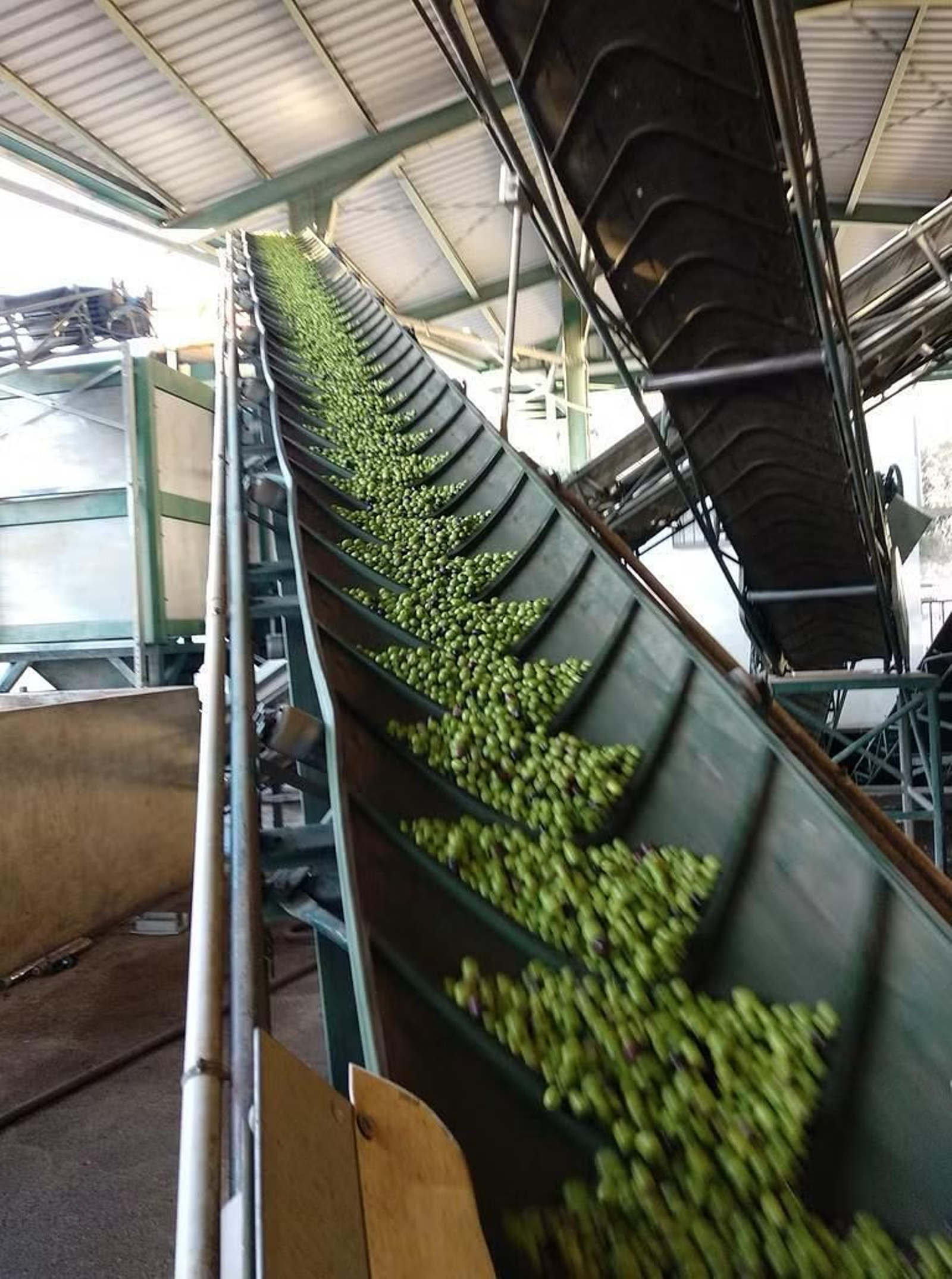 Miles de aceitunas en una cinta para la elaboración del aceite en la Cooperativa Sindical Olivarera San José Artesano de Mondrón