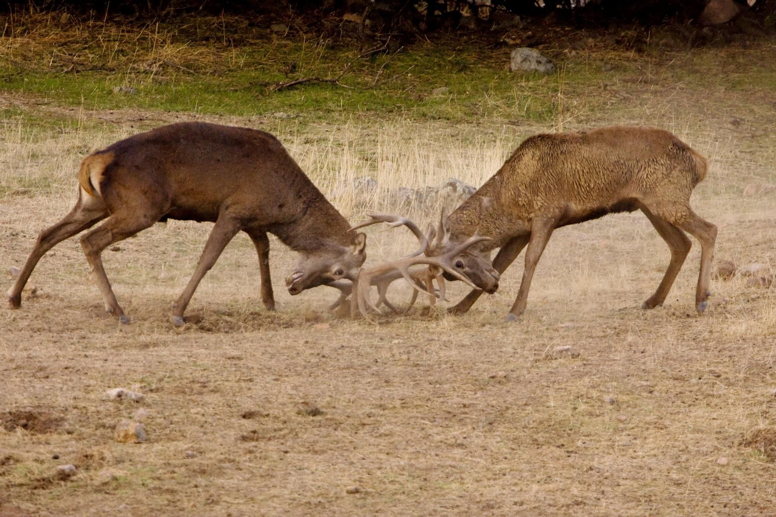 Los ciervos macho se enfrentan entre sí para conseguir una hembra con la que aparearse en esta época del año.