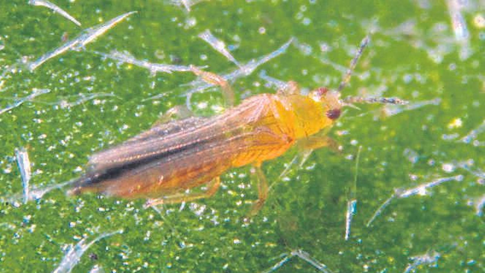 Un ejemplar de trips.