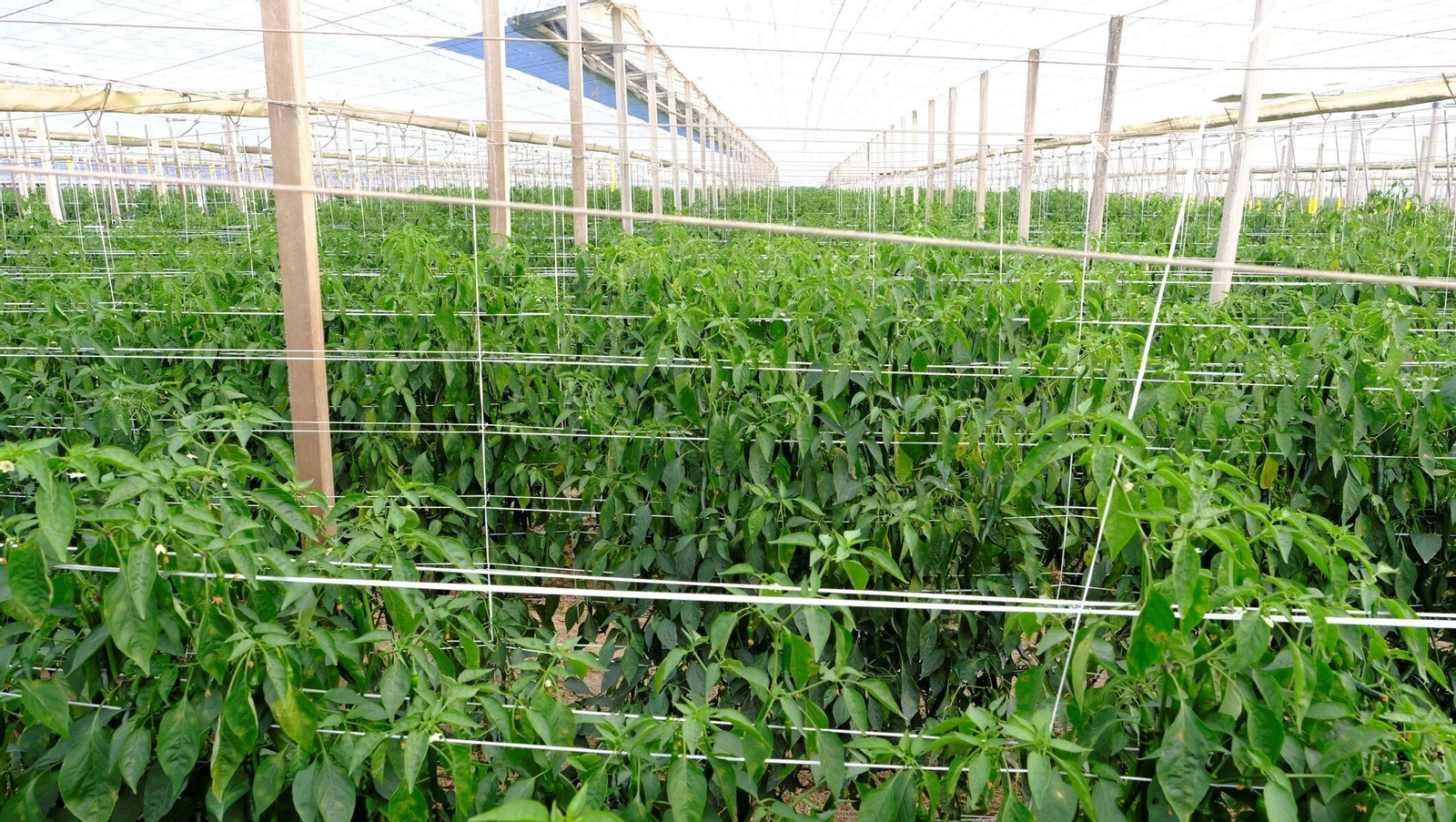 Vea la explotación de pimientos Paco Fernández en La Mojonera