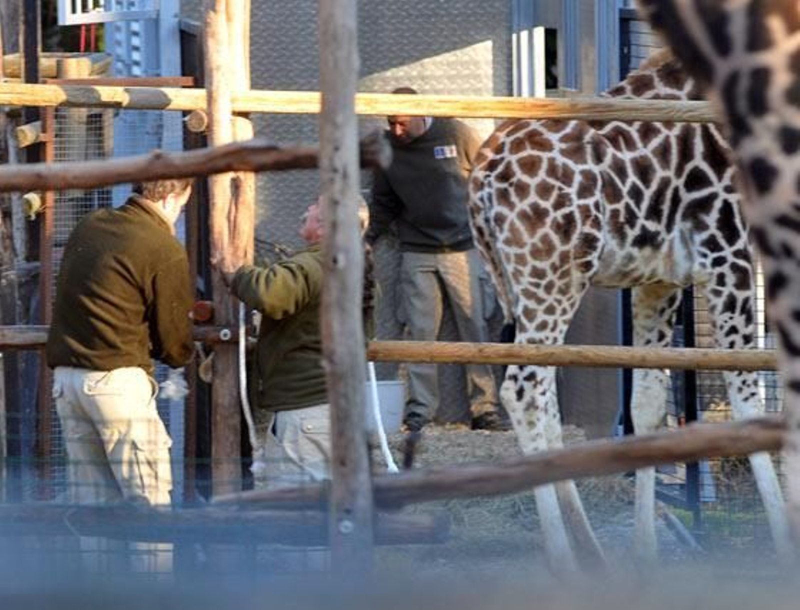 Jerezana, la jirafa de Rothschild nacida en marzo del año pasado en el Zoobotánico de Jerez ha sido trasladada al Parque Zoológico de Valencia para continuar con los trabajos de conservación de dicha especie

Foto: Manuel Aranda