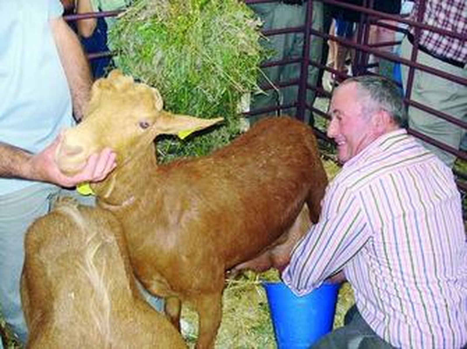 Alfonso Romero, presidente de la Asociación Española de Criadores de la Cabra Malagueña, ordeñando uno de sus ejemplares.