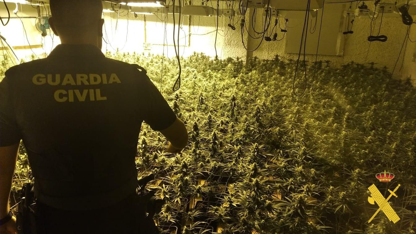 Plantas incautadas en la operación.