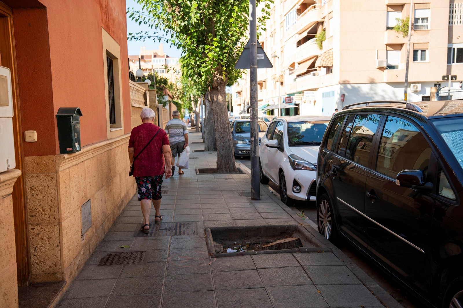 Tocón de una de las moreras apeadas de Ciudad Jardín.