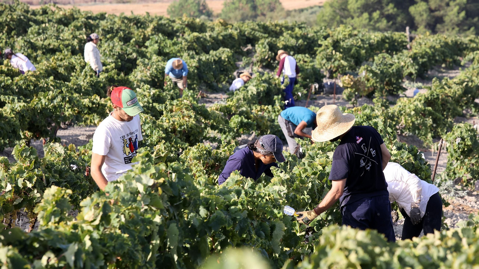 Vendimia de Cayetano del Pino en Jerez