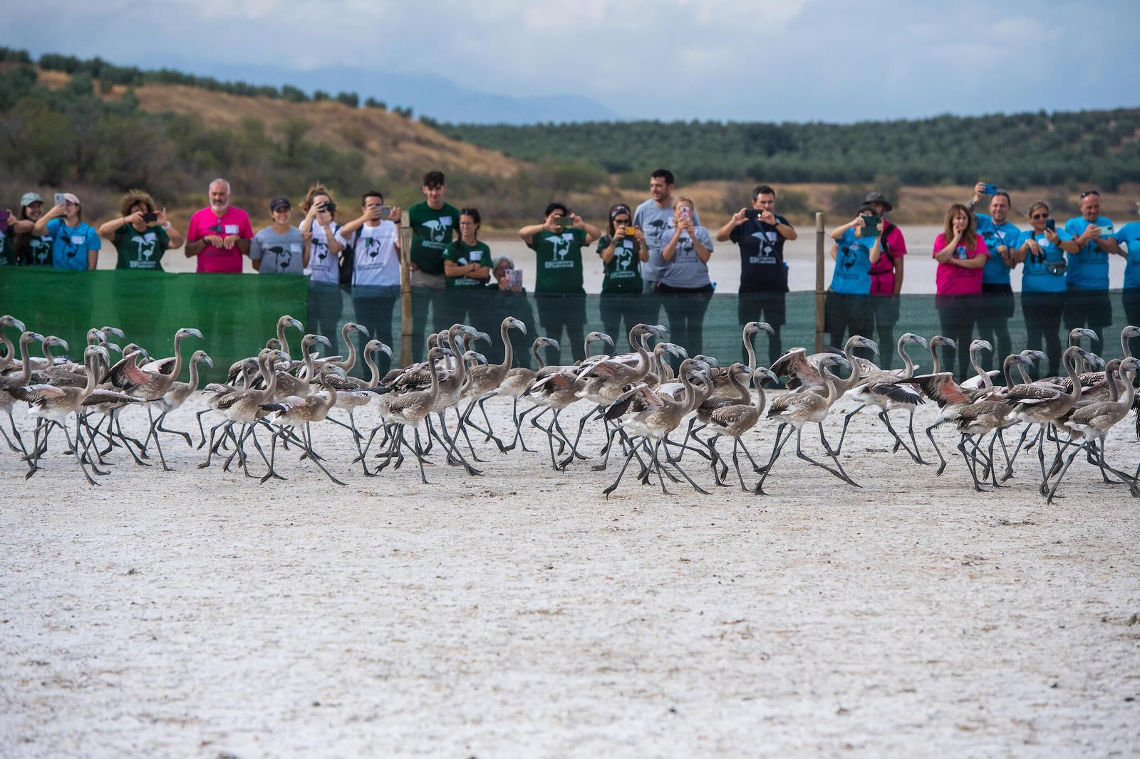 Flamencos en la Laguna de Fuente de Piedra durante el anillamiento (fotos)